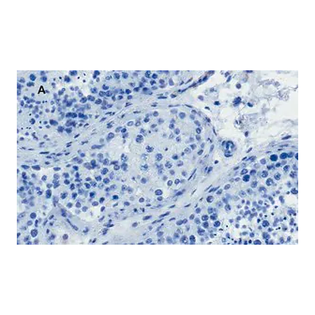 Merck Anti-OCT4 Antibody, clone 4N8, ZooMAb Rabbit Monoclonal
