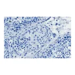 Merck Anti-OCT4 Antibody, clone 4N8, ZooMAb Rabbit Monoclonal