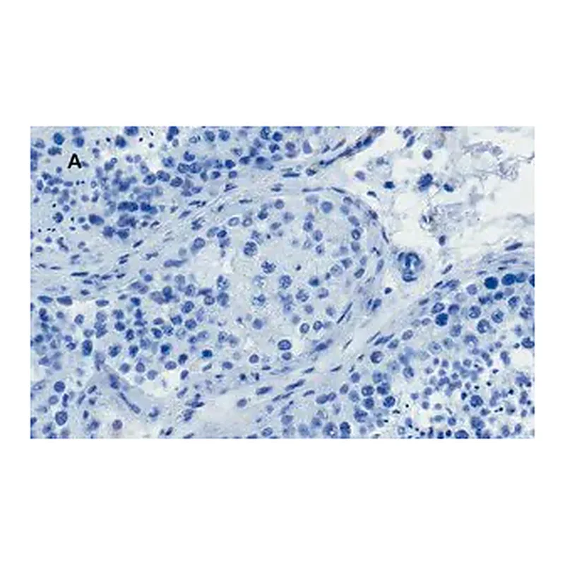 Merck Anti-OCT4 Antibody, clone 4N8, ZooMAb Rabbit Monoclonal