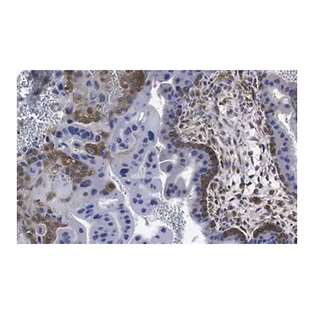 Merck Anti-cGAS Antibody, clone 1B5 ZooMAb Rabbit Monoclonal