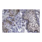 Merck Anti-cGAS Antibody, clone 1B5 ZooMAb Rabbit Monoclonal