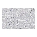 Merck Anti-Cardiac Troponin I Antibody, clone 1F23, ZooMAb Rabbit Monoclonal