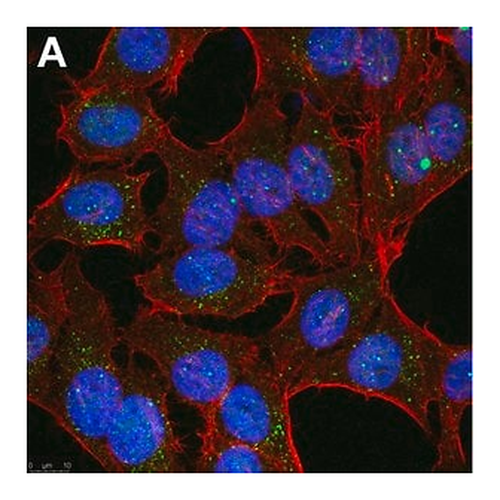 Merck Anti-Linear Ubiquitin Antibody, clone 1E3 ZooMAb Rabbit Monoclonal