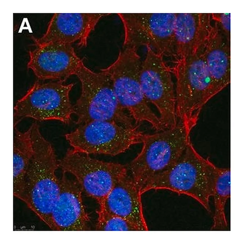 Merck Anti-Linear Ubiquitin Antibody, clone 1E3 ZooMAb Rabbit Monoclonal