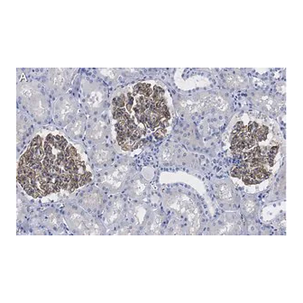 Merck Anti-ZO-1 Antibody, clone 4E14 ZooMAb Rabbit Monoclonal
