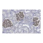 Merck Anti-ZO-1 Antibody, clone 4E14 ZooMAb Rabbit Monoclonal