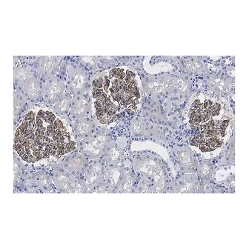 Merck Anti-ZO-1 Antibody, clone 4E14 ZooMAb Rabbit Monoclonal