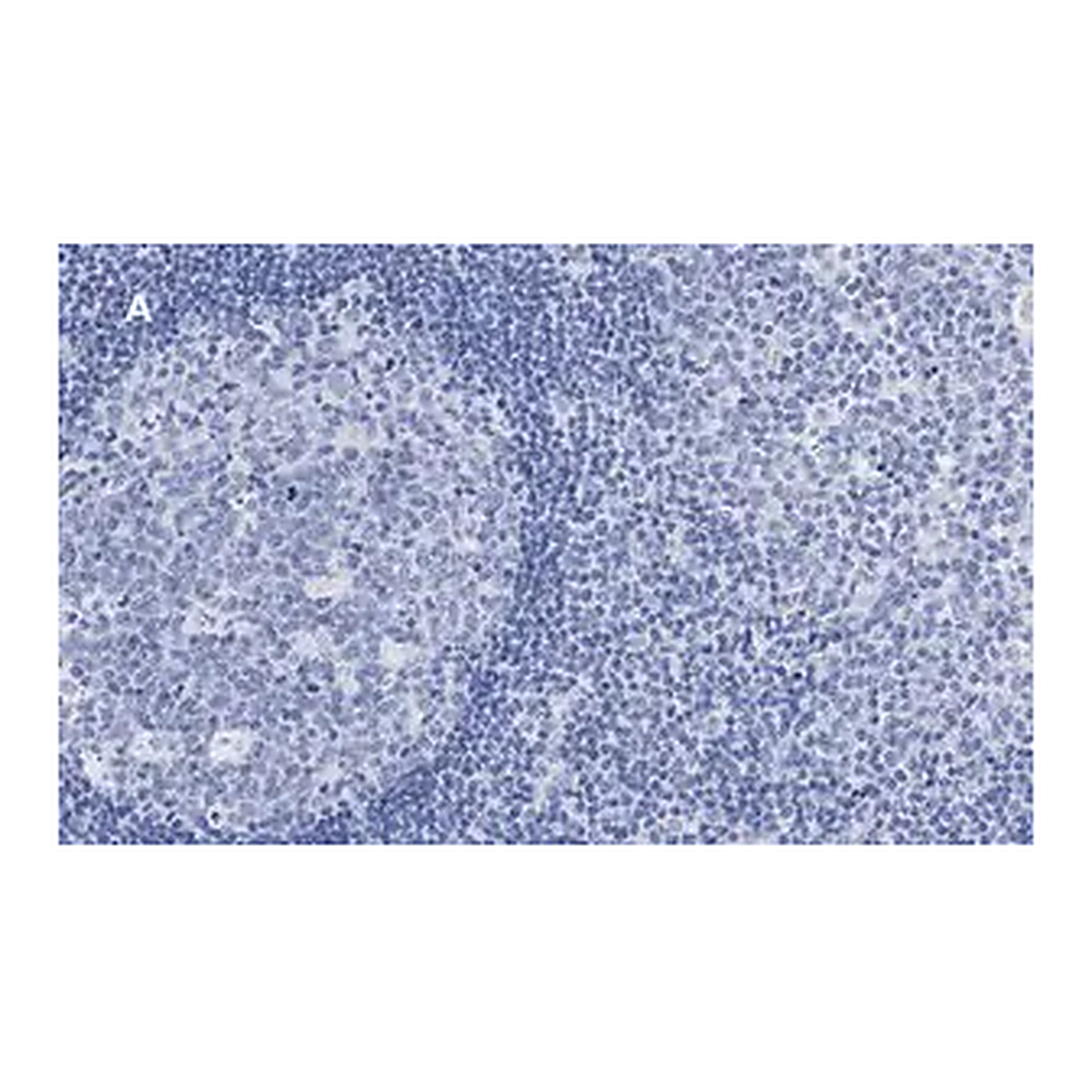Merck Anti-Calnexin Antibody, clone 10N19, ZooMAb Rabbit Monoclonal