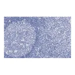 Merck Anti-Calnexin Antibody, clone 10N19, ZooMAb Rabbit Monoclonal