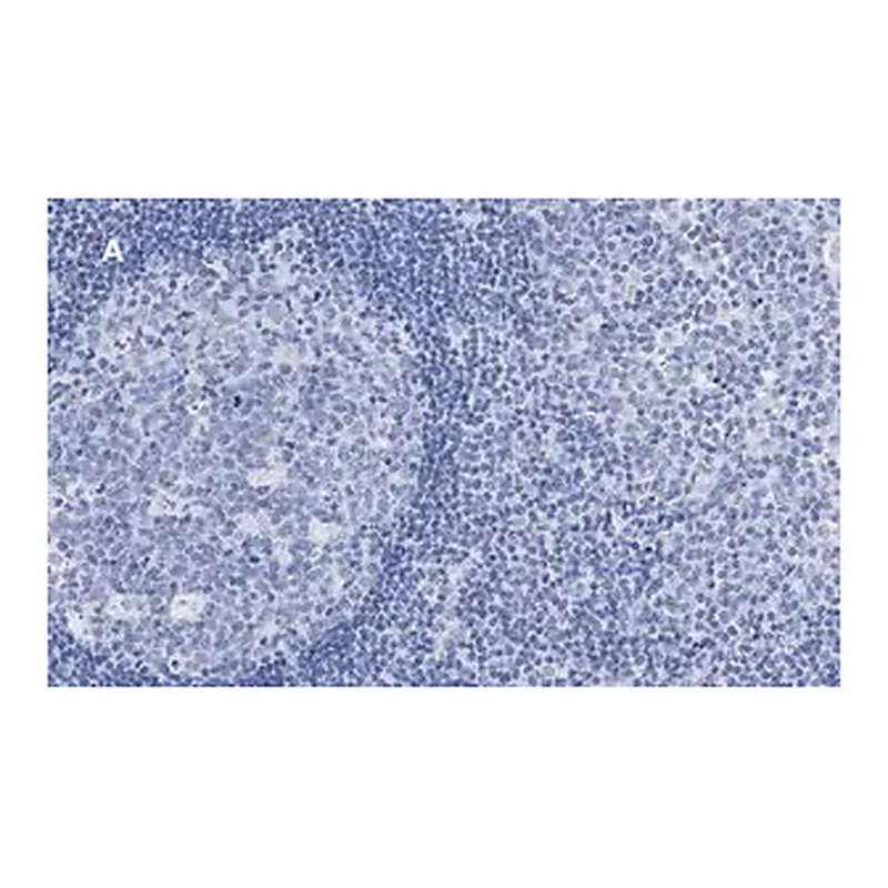 Merck Anti-Calnexin Antibody, clone 10N19, ZooMAb Rabbit Monoclonal