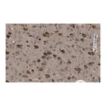 Merck Anti-LC3B Antibody, clone 12K5, ZooMAb Rabbit Monoclonal