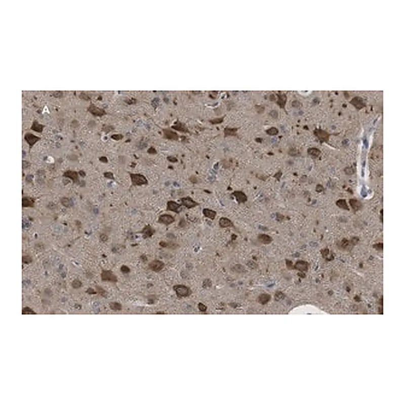 Merck Anti-LC3B Antibody, clone 12K5, ZooMAb Rabbit Monoclonal