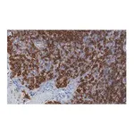 Merck Anti-TIGIT Antibody, clone 1D20 ZooMAb Rabbit Monoclonal