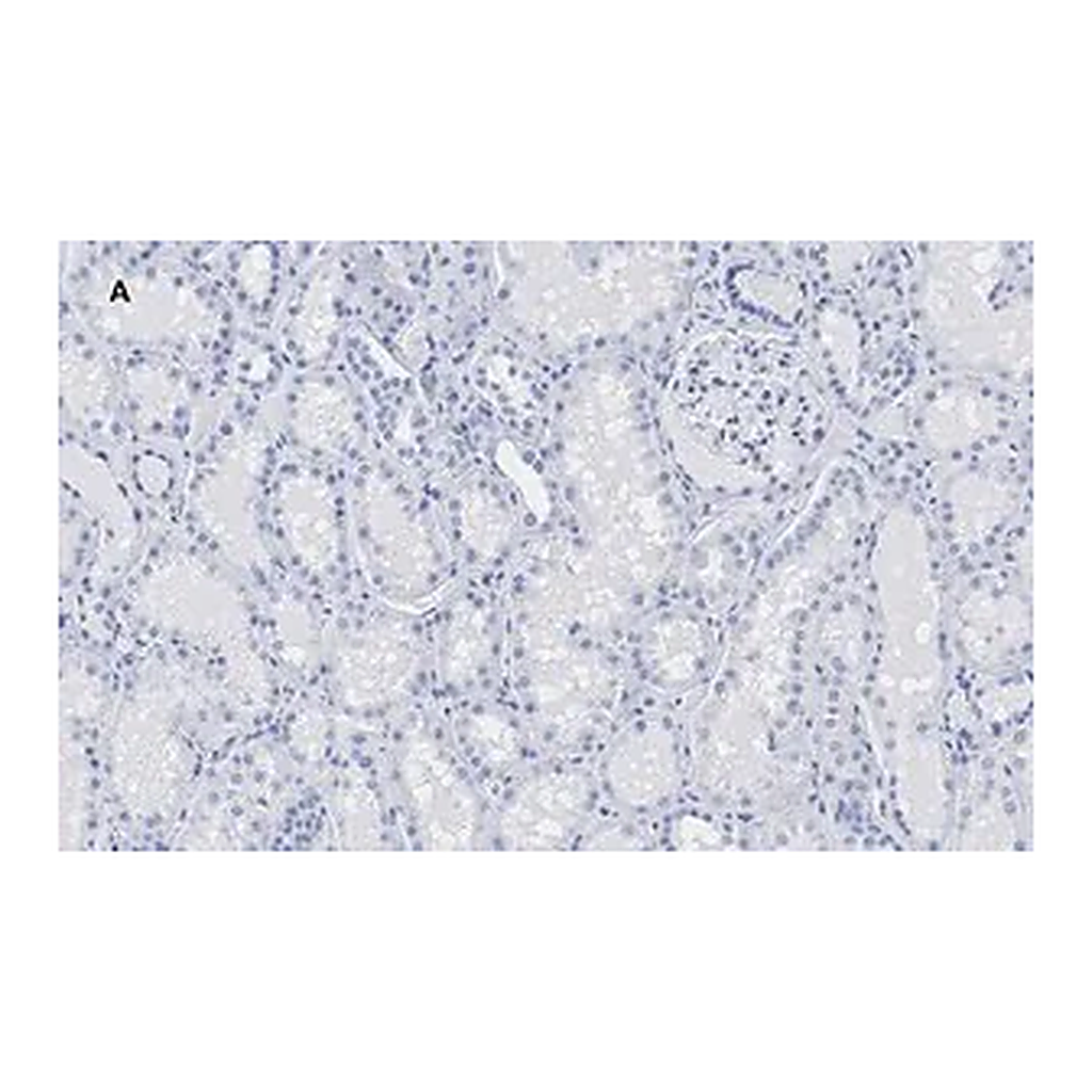 Merck Anti-HMGB1 Antibody, clone 3K6, ZooMAb Rabbit Monoclonal