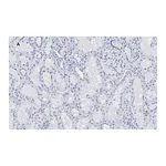 Merck Anti-HMGB1 Antibody, clone 3K6, ZooMAb Rabbit Monoclonal