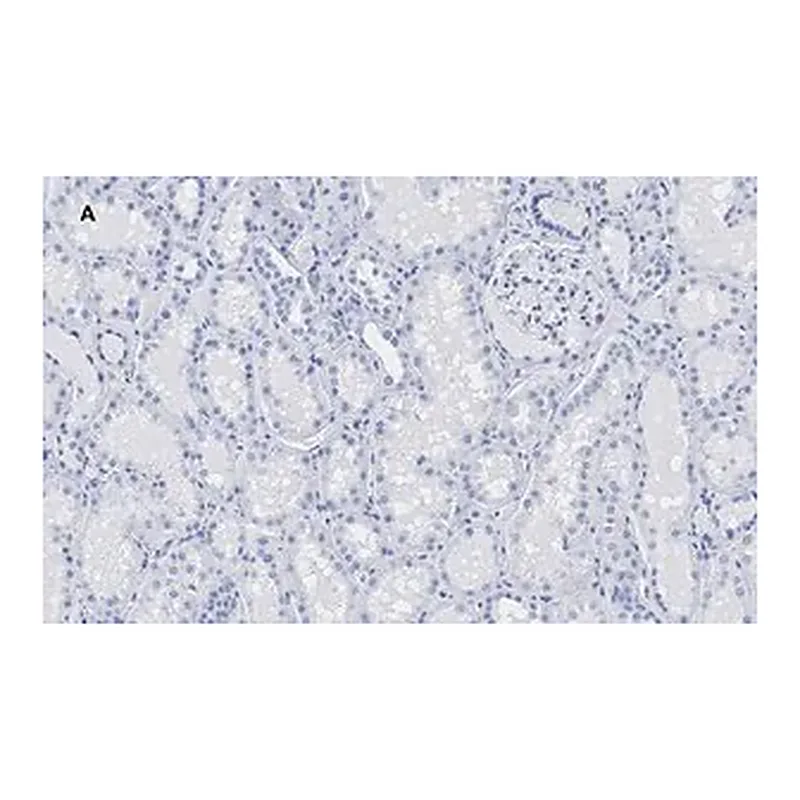 Merck Anti-HMGB1 Antibody, clone 3K6, ZooMAb Rabbit Monoclonal