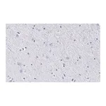 Merck Anti-BLBP/FABP7 Antibody, clone 7I23, ZooMAb Rabbit Monoclonal