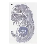 Merck Anti-Sox-2 Antibody, clone 1A2, ZooMAb Rabbit Monoclonal