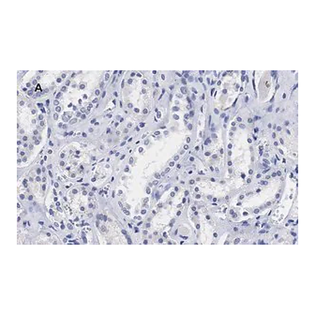 Merck Anti-Lamin B1 Antibody, clone 6K22, ZooMAb Rabbit Monoclonal