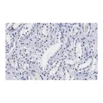 Merck Anti-Lamin B1 Antibody, clone 6K22, ZooMAb Rabbit Monoclonal
