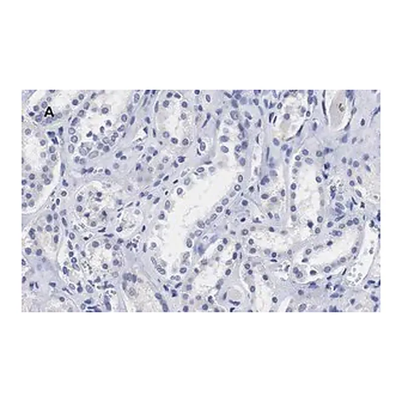 Merck Anti-Lamin B1 Antibody, clone 6K22, ZooMAb Rabbit Monoclonal