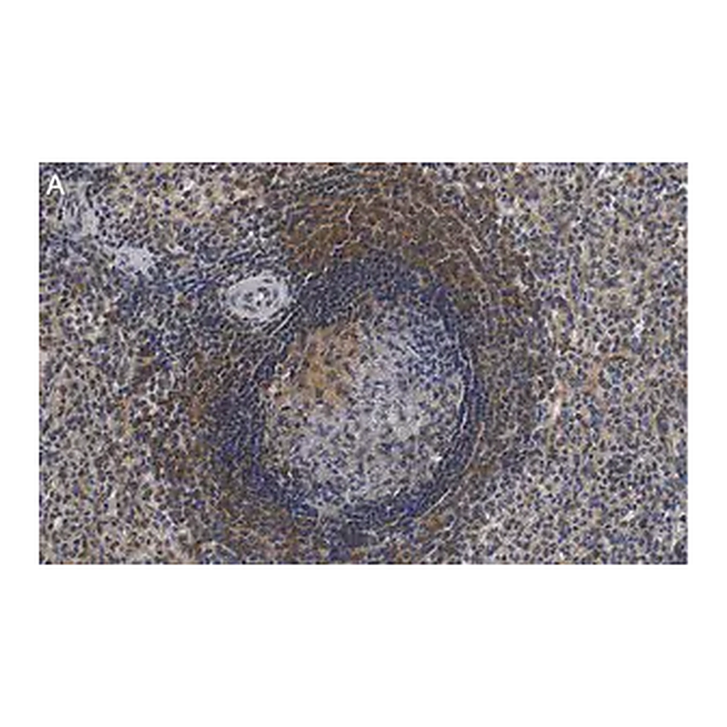 Merck Anti-F4/80 Antibody, clone 2F10 ZooMAb Rabbit Monoclonal