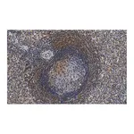 Merck Anti-F4/80 Antibody, clone 2F10 ZooMAb Rabbit Monoclonal