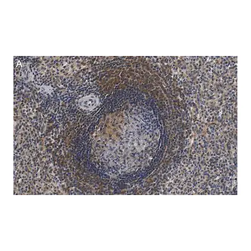 Merck Anti-F4/80 Antibody, clone 2F10 ZooMAb Rabbit Monoclonal