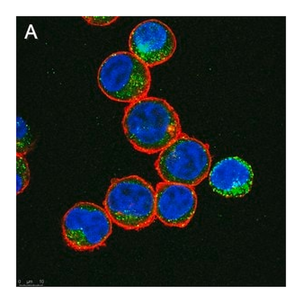 Merck Anti-IL-6 Antibody, clone 3B9 ZooMAb Rabbit Monoclonal