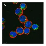 Merck Anti-IL-6 Antibody, clone 3B9 ZooMAb Rabbit Monoclonal