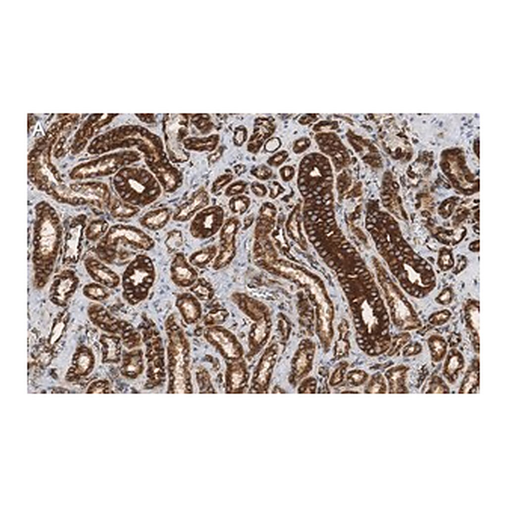 Merck Anti-α-Tubulin Antibody, clone DM1A ZooMAb Mouse Monoclonal