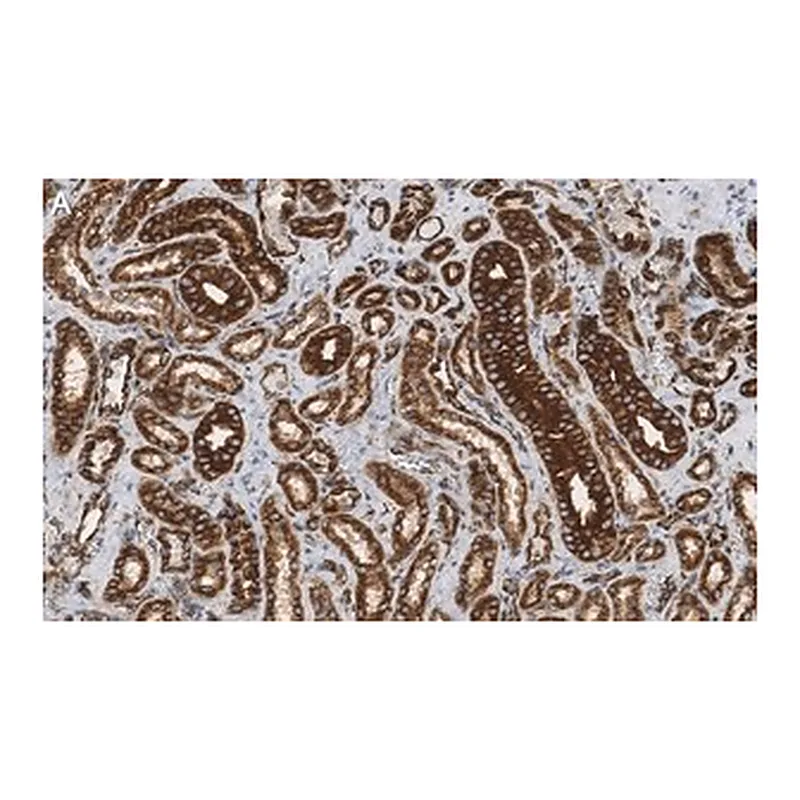 Merck Anti-α-Tubulin Antibody, clone DM1A ZooMAb Mouse Monoclonal