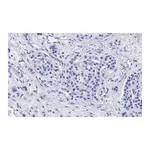 Merck Anti-Cyclin D1 Antibody, clone 1J9, ZooMAb Rabbit Monoclonal