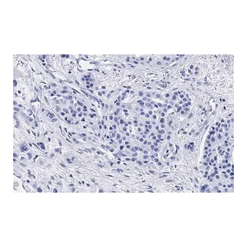 Merck Anti-Cyclin D1 Antibody, clone 1J9, ZooMAb Rabbit Monoclonal