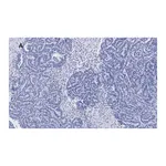 Merck Anti-p53 Antibody, clone 6O23, ZooMAb Rabbit Monoclonal
