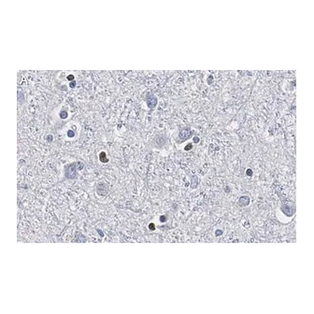 Merck Anti-Olig2 Antibody, clone 211F1.1 ZooMAb Mouse Monoclonal
