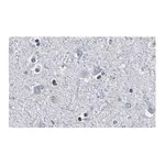 Merck Anti-Olig2 Antibody, clone 211F1.1 ZooMAb Mouse Monoclonal
