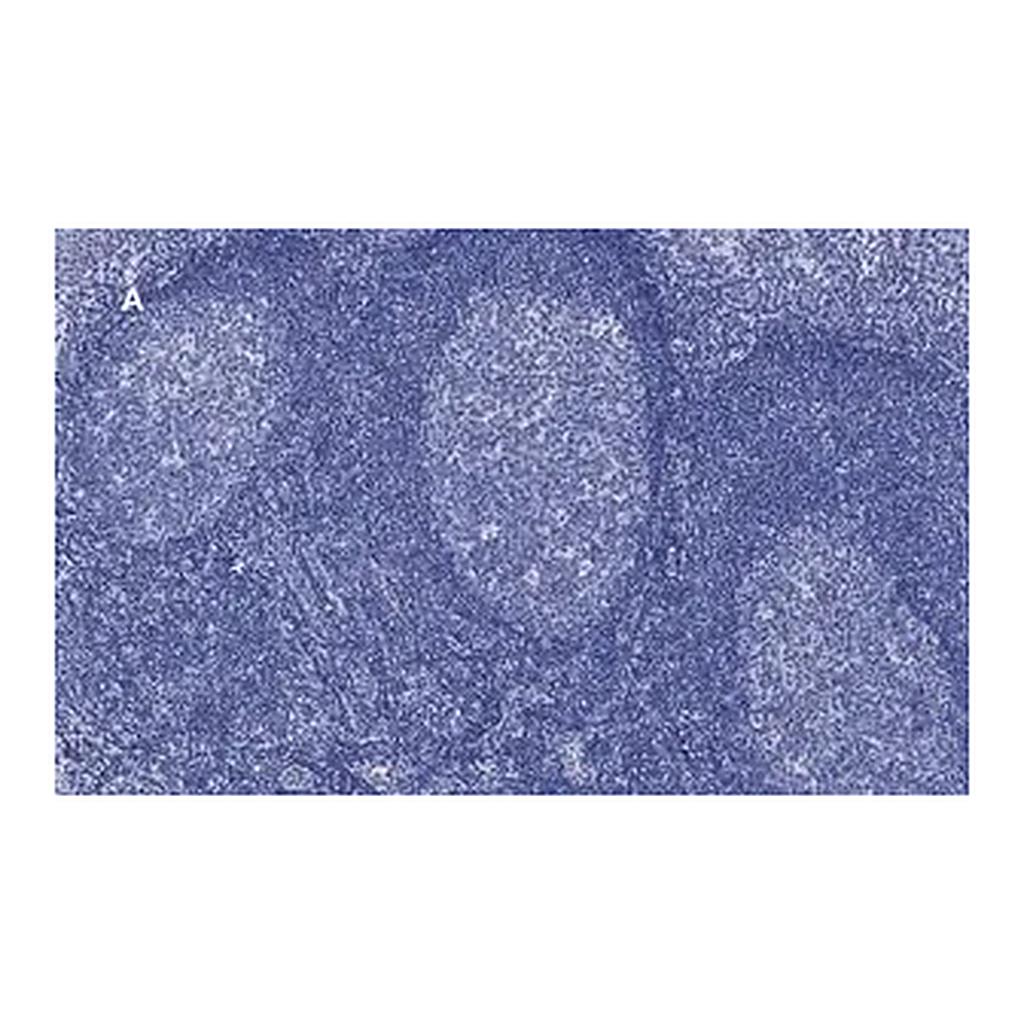 Merck Anti-CD45 Antibody, clone 5L3, ZooMAb Rabbit Monoclonal