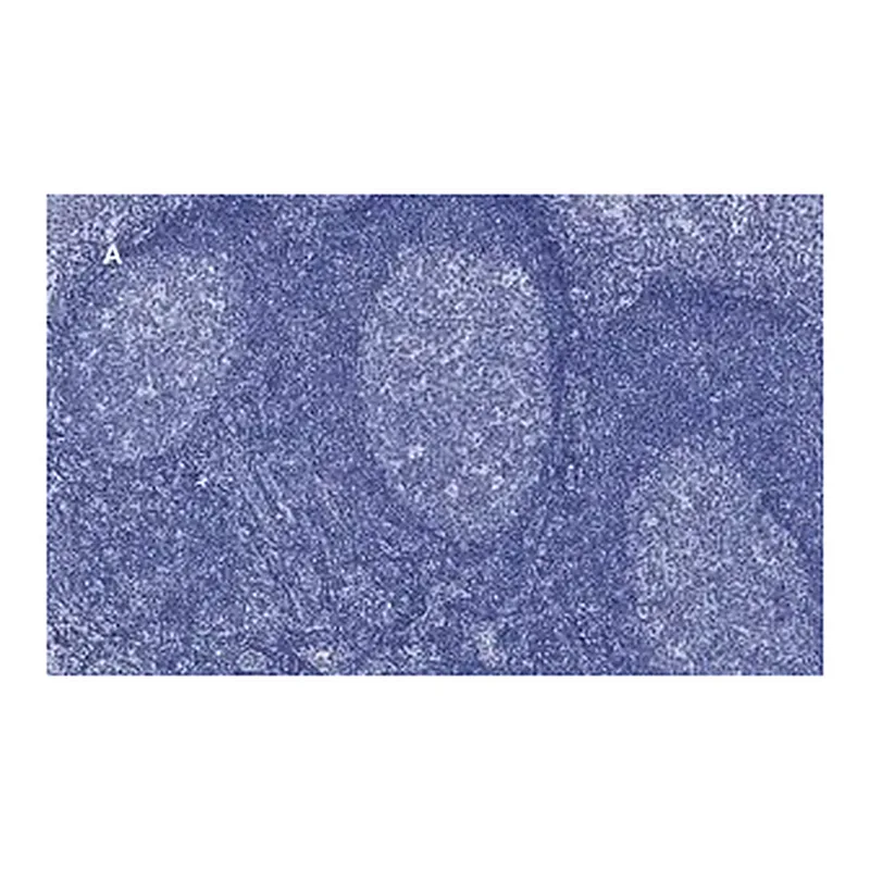 Merck Anti-CD45 Antibody, clone 5L3, ZooMAb Rabbit Monoclonal