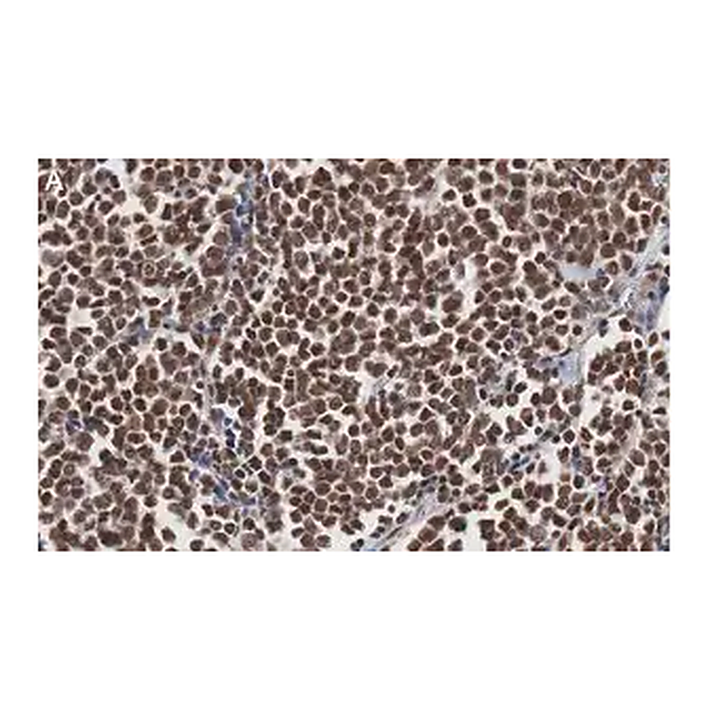 Merck Anti-MyoD Antibody, clone 1F22 ZooMAb Rabbit Monoclonal