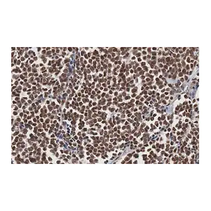 Merck Anti-MyoD Antibody, clone 1F22 ZooMAb Rabbit Monoclonal