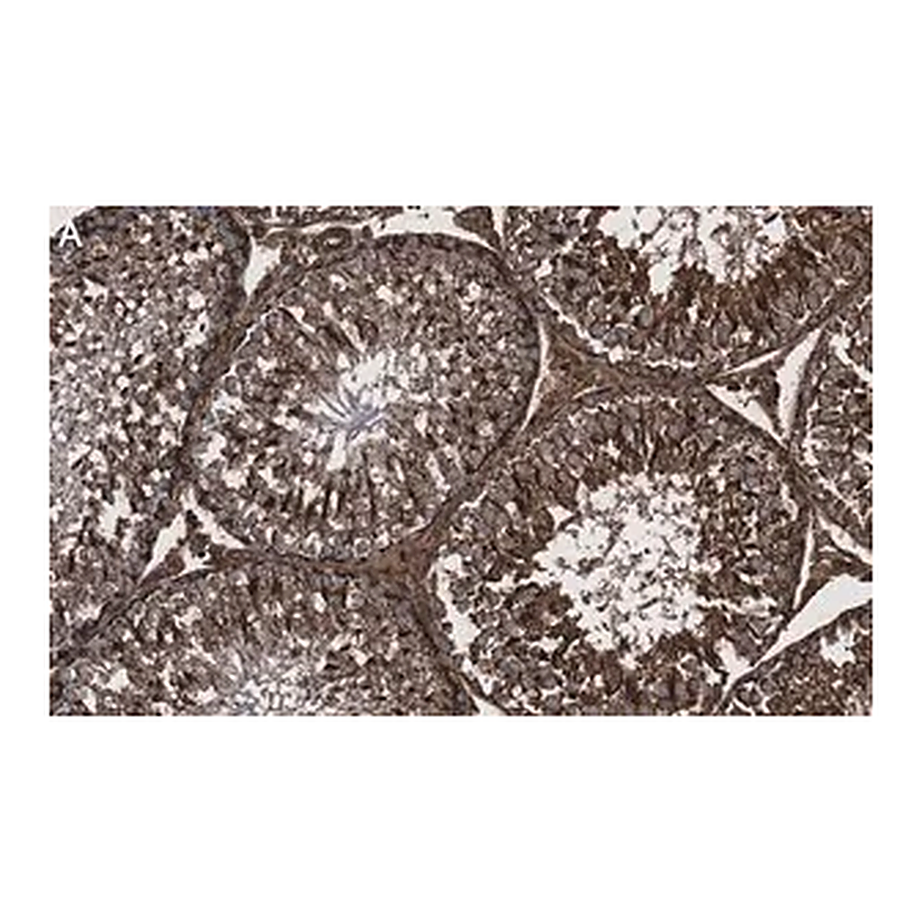 Merck Anti-Actin Antibody, clone C4 ZooMAb Mouse Monoclonal