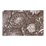Merck Anti-Actin Antibody, clone C4 ZooMAb Mouse Monoclonal