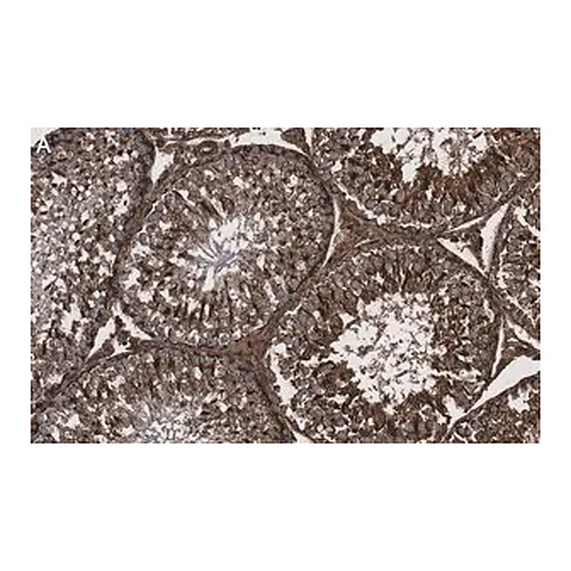 Merck Anti-Actin Antibody, clone C4 ZooMAb Mouse Monoclonal