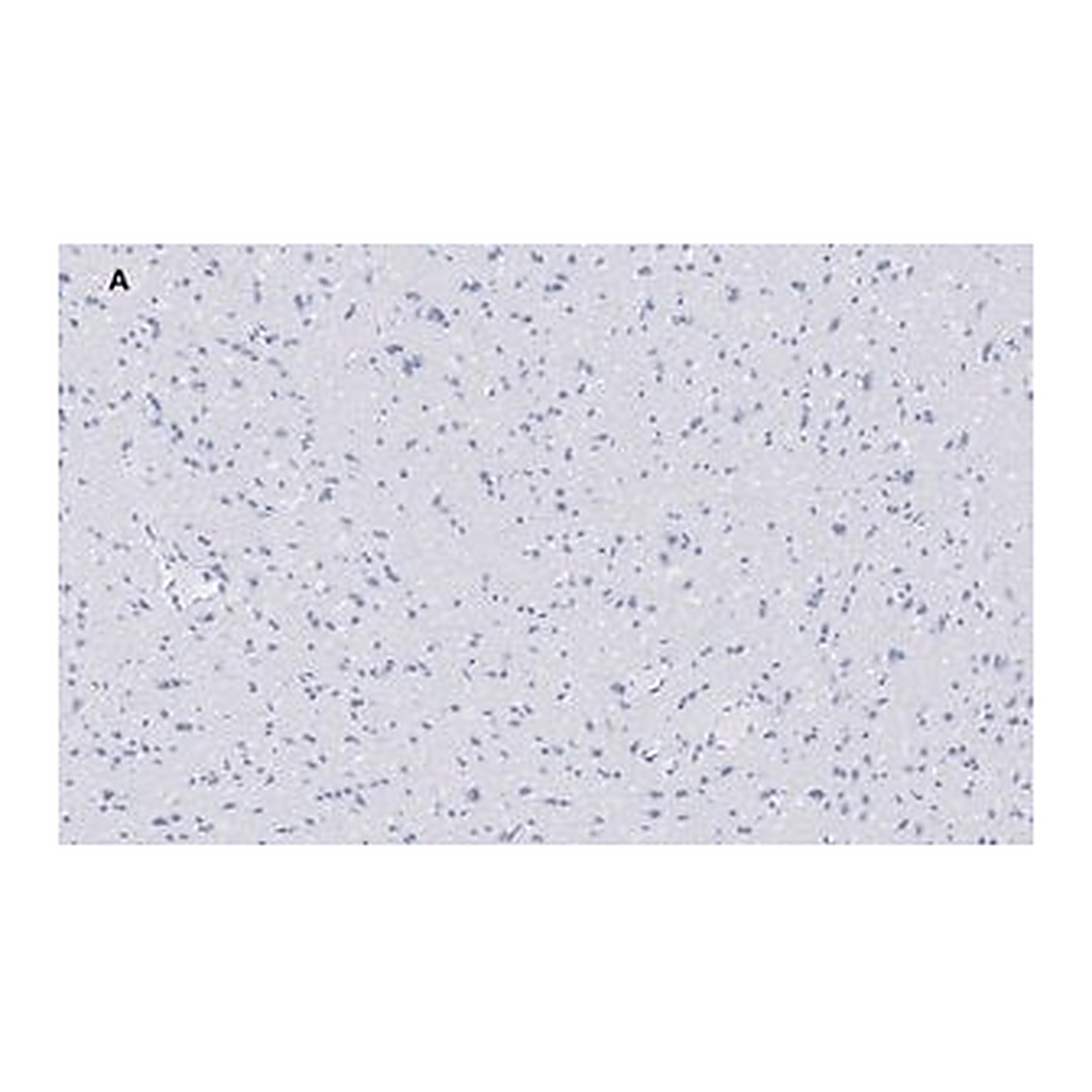 Merck Anti-VGluT1 Antibody, clone 4O15, ZooMAb Rabbit Monoclonal