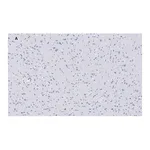 Merck Anti-VGluT1 Antibody, clone 4O15, ZooMAb Rabbit Monoclonal