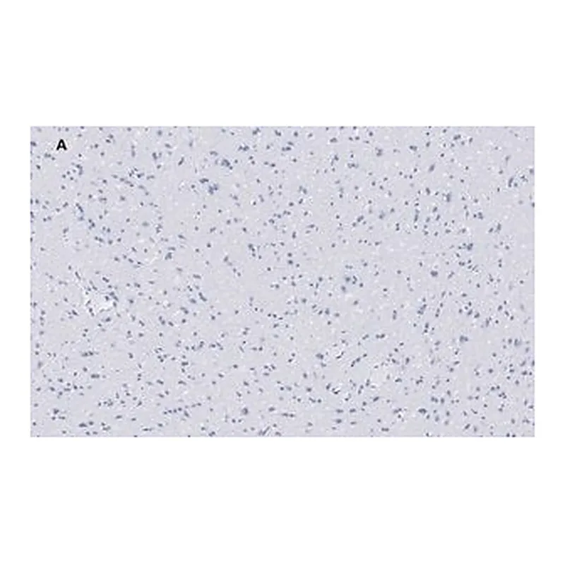 Merck Anti-VGluT1 Antibody, clone 4O15, ZooMAb Rabbit Monoclonal