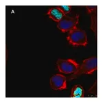 Merck Anti-phospho Histone H3 S10 Antibody, clone 63-1C-8 , ZooMAb Rabbit Monoclonal