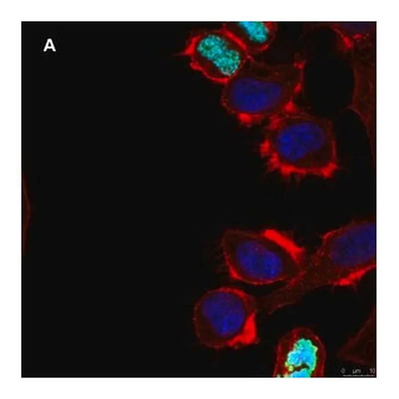 Merck Anti-phospho Histone H3 S10 Antibody, clone 63-1C-8 , ZooMAb Rabbit Monoclonal