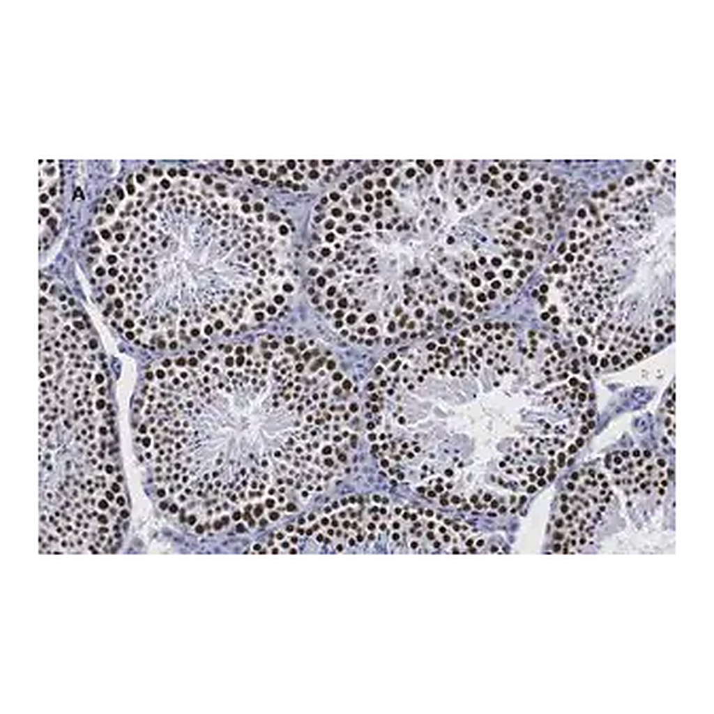 Merck Anti-Sirt1 (Sir2) Antibody, clone 1G16, ZooMAb Rabbit Monoclonal
